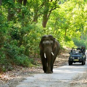 YatraSetGo  Nainital & Corbett Tour Package 4 Nights - 5 Days
