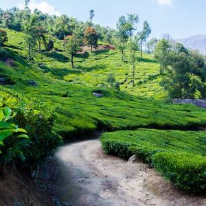 4 Days Munnar Alleppey Tour Package 3 Nights - 4 Days